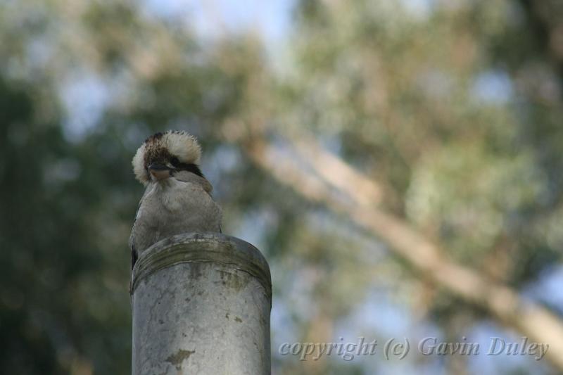 Kookaburra, Tindale Gardens IMG_6897.JPG